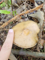 Suillus salmonicolor