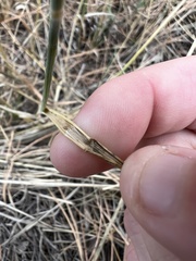 Thinopyrum intermedium