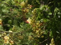 Erythrostemon gilliesii
