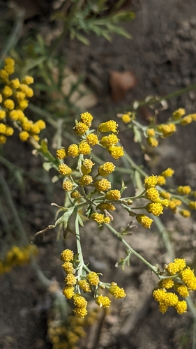 Image of Ajania Fastigiata (Ajania fastigiata) by (c) engagenosey, some rights reserved (CC BY)