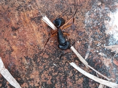 Camponotus renggeri