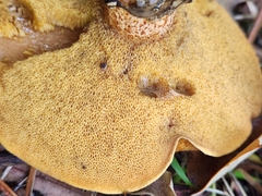 Suillus salmonicolor