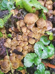 Fungi