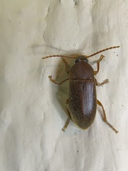 Hymenorus
