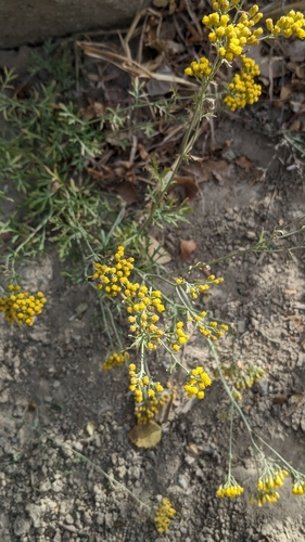 Image of Ajania Fastigiata (Ajania fastigiata) by (c) engagenosey, some rights reserved (CC BY)
