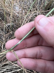 Thinopyrum intermedium