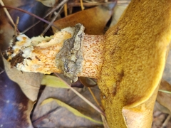 Suillus salmonicolor