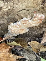 Merulius tremellosus