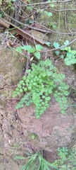 Adiantum chilense
