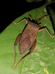 Aspilosterna valida