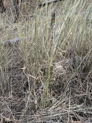 Thinopyrum intermedium