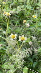 Tridax procumbens