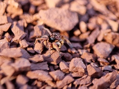 Aelurillus v-insignitus