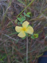 Hypericum crux-andreae