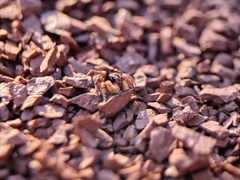 Aelurillus v-insignitus