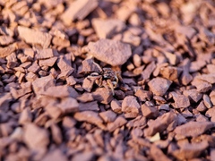 Aelurillus v-insignitus