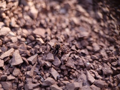 Aelurillus v-insignitus