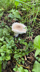 Lepiota rubrotinctoides
