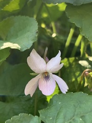Viola cunninghamii