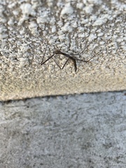 Clonopsis gallica