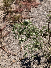 Datura quercifolia