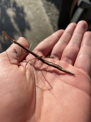 Clonopsis gallica