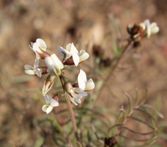 Astragalus coquimbensis