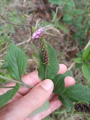 Lantana fucata