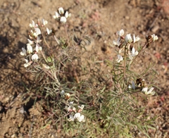 Astragalus coquimbensis