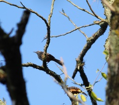 Campylorhynchus zonatus