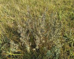 Artemisia dracunculus glauca