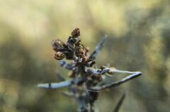 Artemisia dracunculus glauca