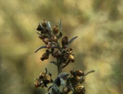 Artemisia dracunculus glauca