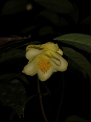 Camellia petelotii