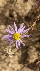 Galatella