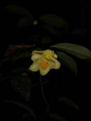 Camellia petelotii
