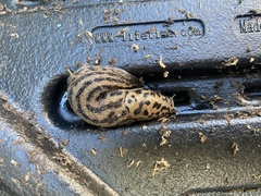 Limax maximus