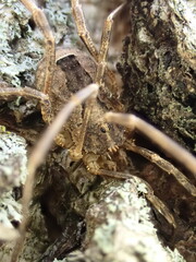 Odiellus spinosus