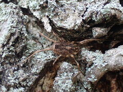 Odiellus spinosus
