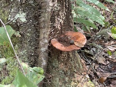 Ganoderma zonatum
