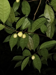 Camellia petelotii