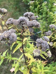 Pycnanthemum muticum