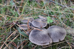 Tricholoma terreum