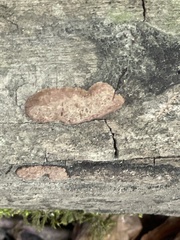 Hypoxylon rubiginosum