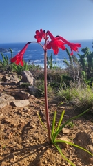 Phycella cyrtanthoides