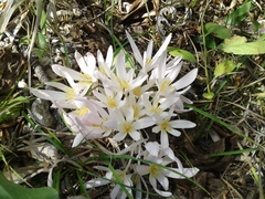 Colchicum stevenii
