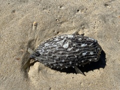 Chilomycterus schoepfii