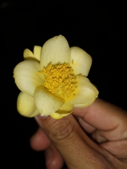Camellia petelotii