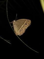 Mycalesis perseoides