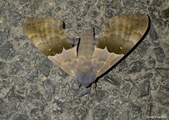 Pachysphinx modesta